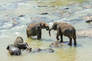 Discover the Best Beaches in Sri Lanka: A Tropical Paradise Awaiting Your Visit